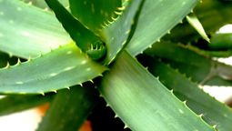 Beneficio del aloe vera