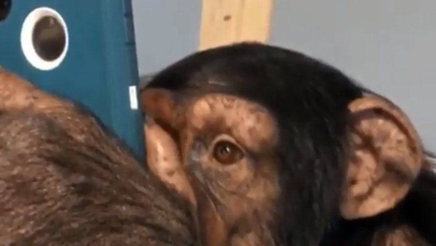 El video de un chimpancé manipulando un iPhone es furor en las redes