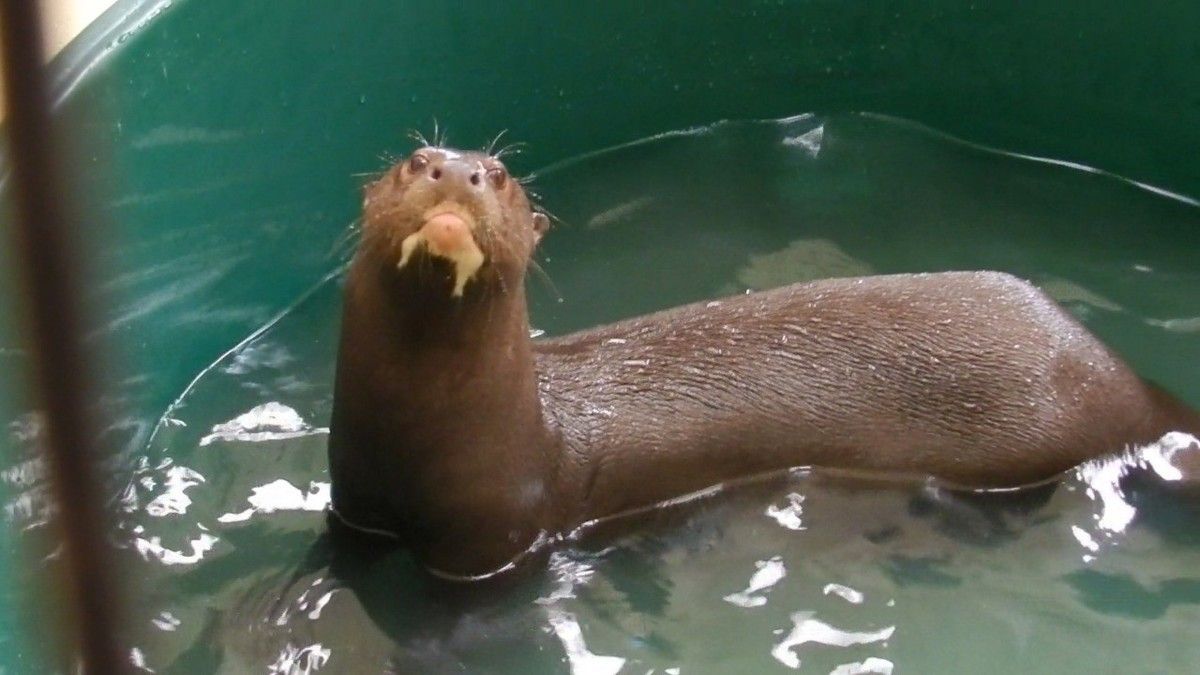 La alimentación de la nutria gigante está protagonizada por peces de gran tamaño La alimentación de la nutria gigante está protagonizada por peces de gran tamaño