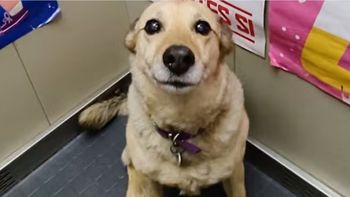 La tierna historia de Lila, la perra que todo un edificio adoptó