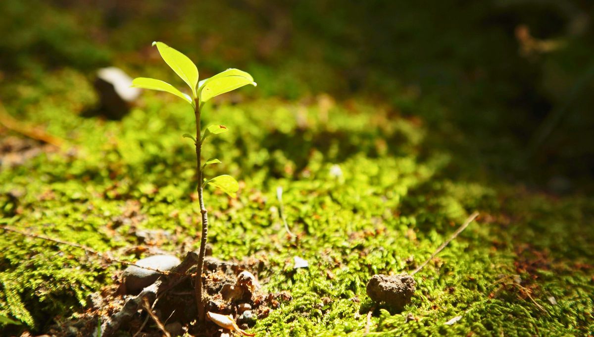 "El &aacute;rbol m&aacute;s fuerte crece en silencio&rdquo;