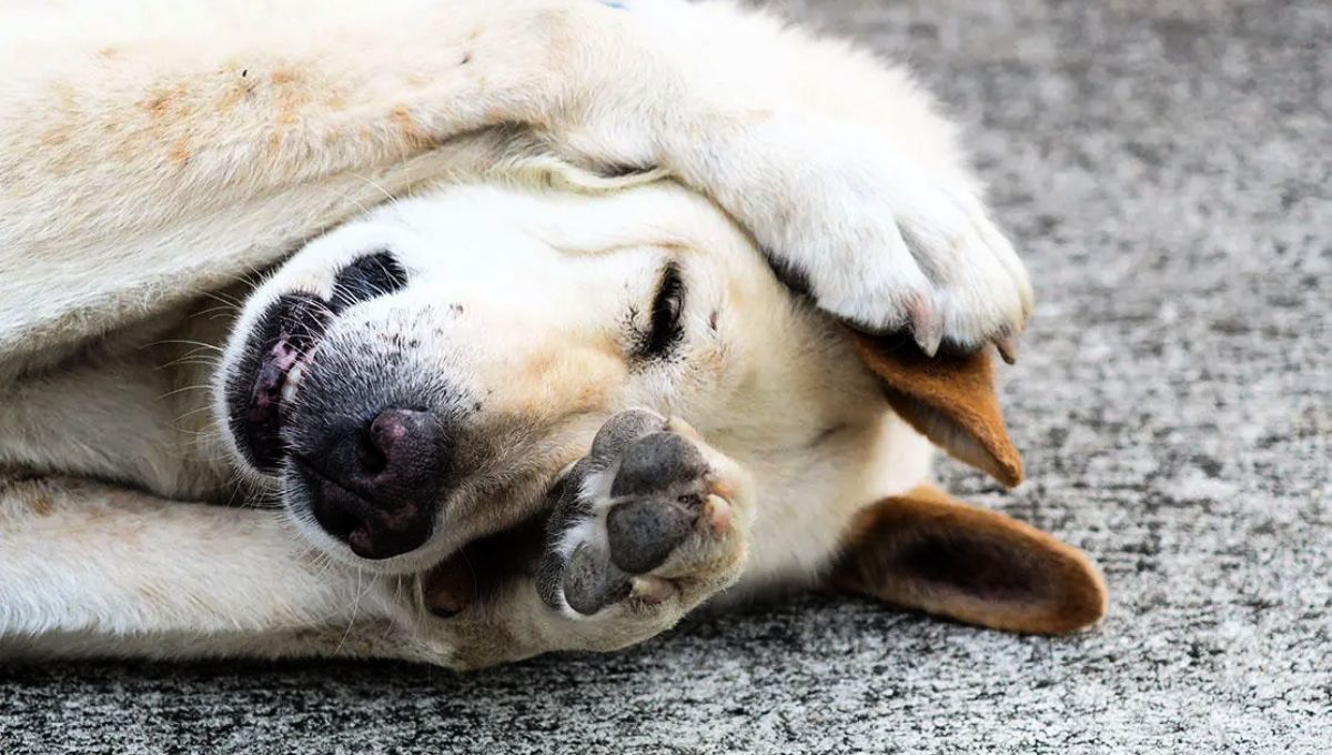 Existen diferentes métodos caseros para eliminar las pulgas en perros