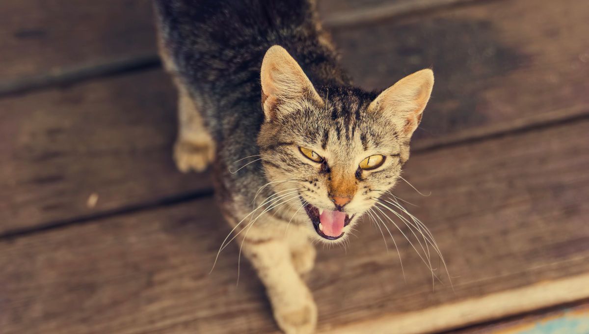 Qué significa cuando un gato le gruñe a algunas personas y a otras no