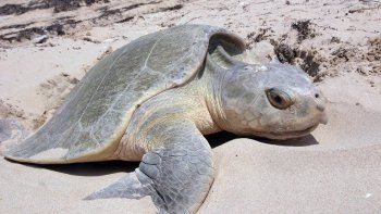 Una tortuga en peligro de extinción, muerta y atada por el cuello a una silla