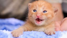 Ni una sola muela: los animales que desafían a la naturaleza y viven sin tener dientes Ni una sola muela: los animales que desafían a la naturaleza y viven sin tener dientes