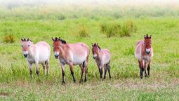 La población del caballo de Przewalski en China superó los 900 ejemplares, lo que representa aproximadamente un tercio del total mundial. PARA USO DE CHINA DAILY.