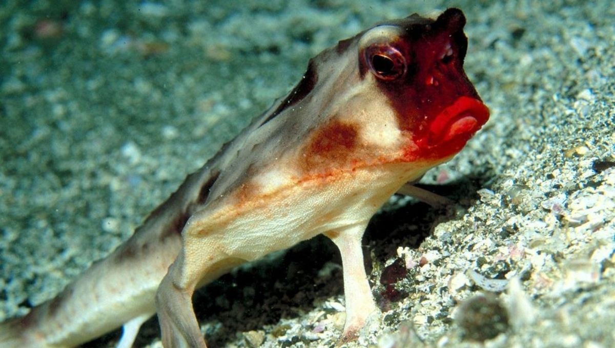 El pez que no nada pero camina y solo habita en América Latina: una maravilla del planeta Tierra