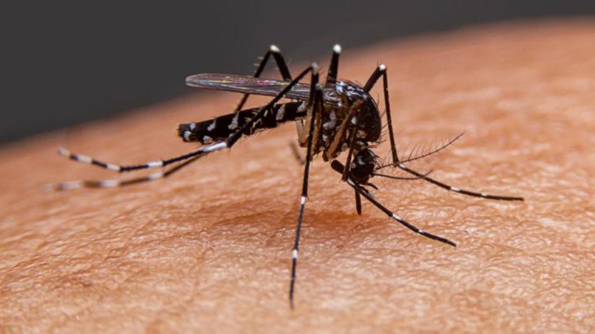 Argentina acumula más de 447 mil casos de dengue en lo que va de 2024 y el brote es mayor al registrado en 2023 Argentina acumula más de 447 mil casos de dengue en lo que va de 2024 y el brote es mayor al registrado en 2023