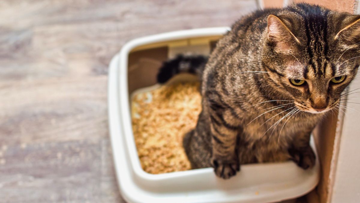 El pis o la orina de los gatos contiene ácido úrico, el cual puede persistir en alfombras, telas y madera durante años si no se lo elimina correctamente. El pis o la orina de los gatos contiene ácido úrico, el cual puede persistir en alfombras, telas y madera durante años si no se lo elimina correctamente.