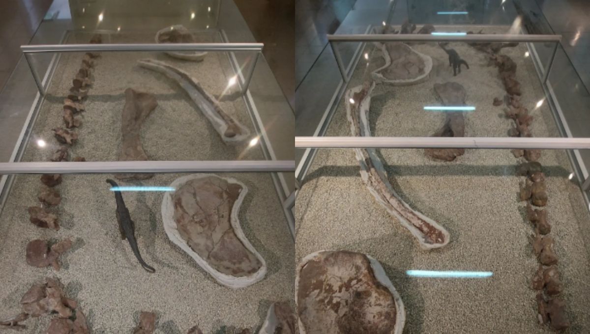 Restos del Mendozasaurus exhibidos en el museo Cornelio Moyano Restos del Mendozasaurus exhibidos en el museo Cornelio Moyano