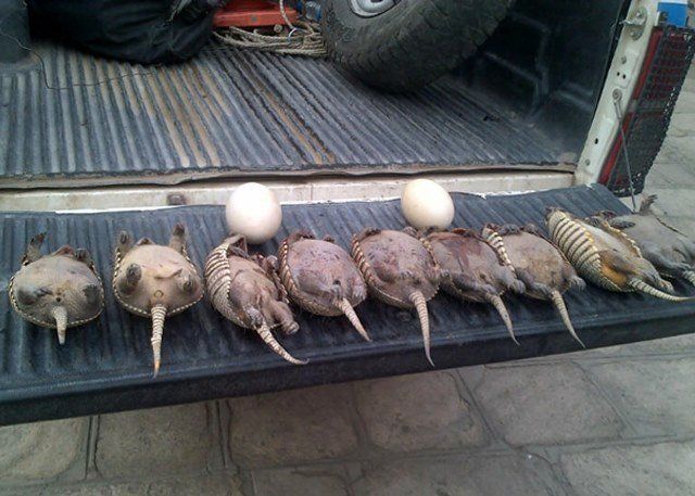 Secuestraron en 14 meses 380 animales silvestres producto de la caza furtiva