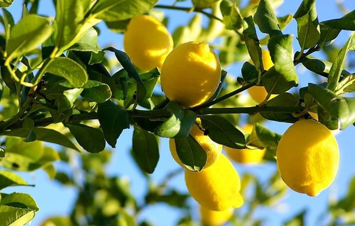 El césped puede ser un abono natural y orgánico en el árbol limonero.  El césped puede ser un abono natural y orgánico en el árbol limonero. 