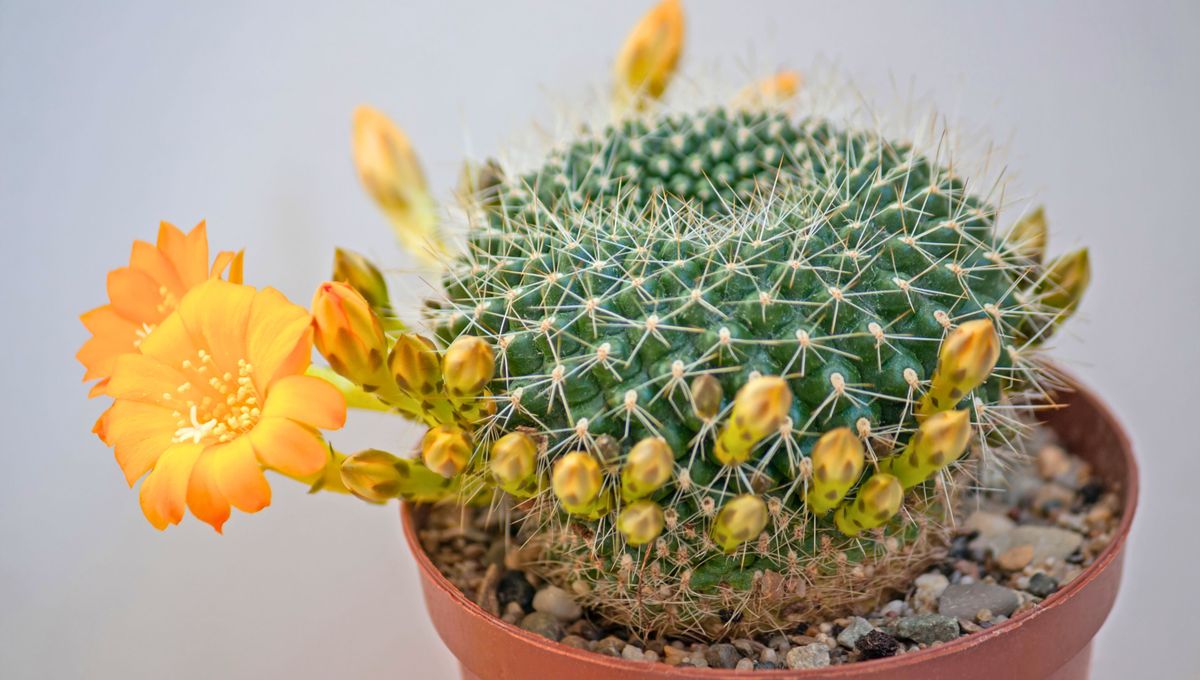 Una especie bonita, noble y que se adapta muy bien al hogar. 