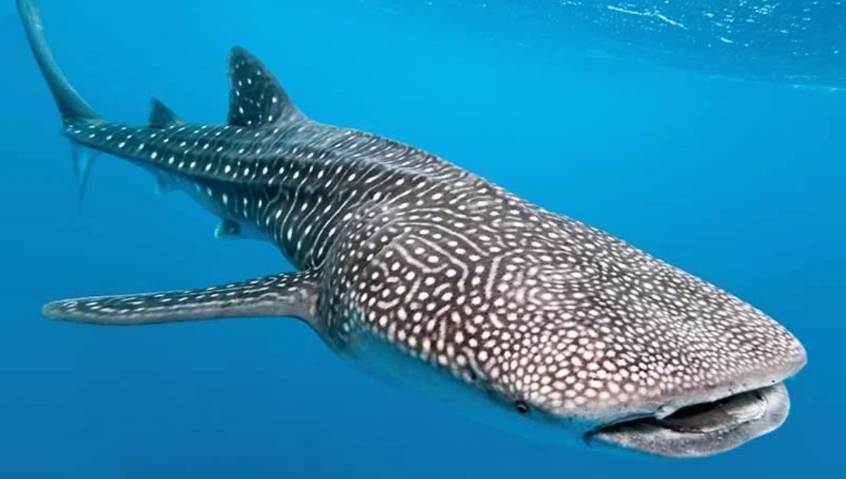 Este pez representa la grandeza y la fragilidad del océano al mismo tiempo Este pez representa la grandeza y la fragilidad del océano al mismo tiempo
