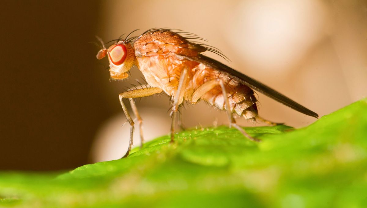 Este tipo de moscas pueden ser muy molestas e invasivas, sobre todo en los meses de más calor. Este tipo de moscas pueden ser muy molestas e invasivas, sobre todo en los meses de más calor.