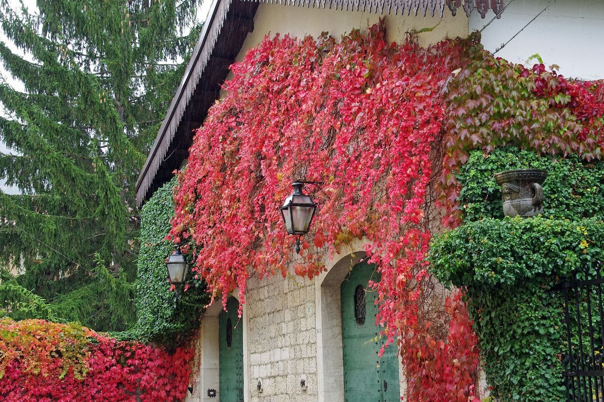 Las denominadas trepadoras de cambio estacional ofrecen una metamorfosis visual.