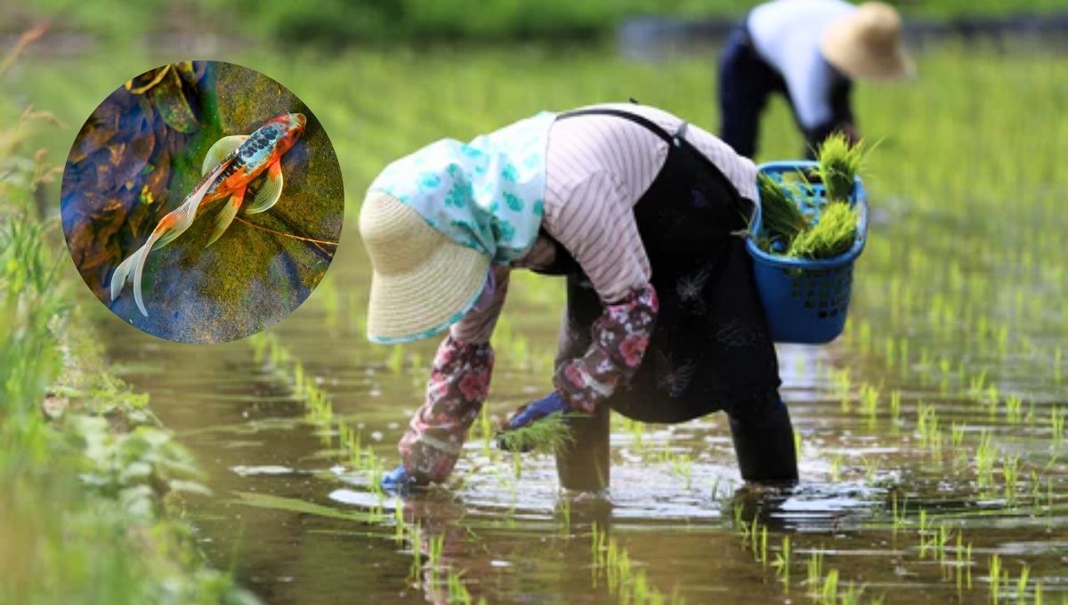 Desubre el país que simplifica procesos y logra producir más combinado la cría de peces con la agricultura 