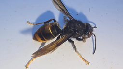 La avispa asiática, un peligroso depredador que se adapta a todo. La avispa asiática, un peligroso depredador que se adapta a todo.