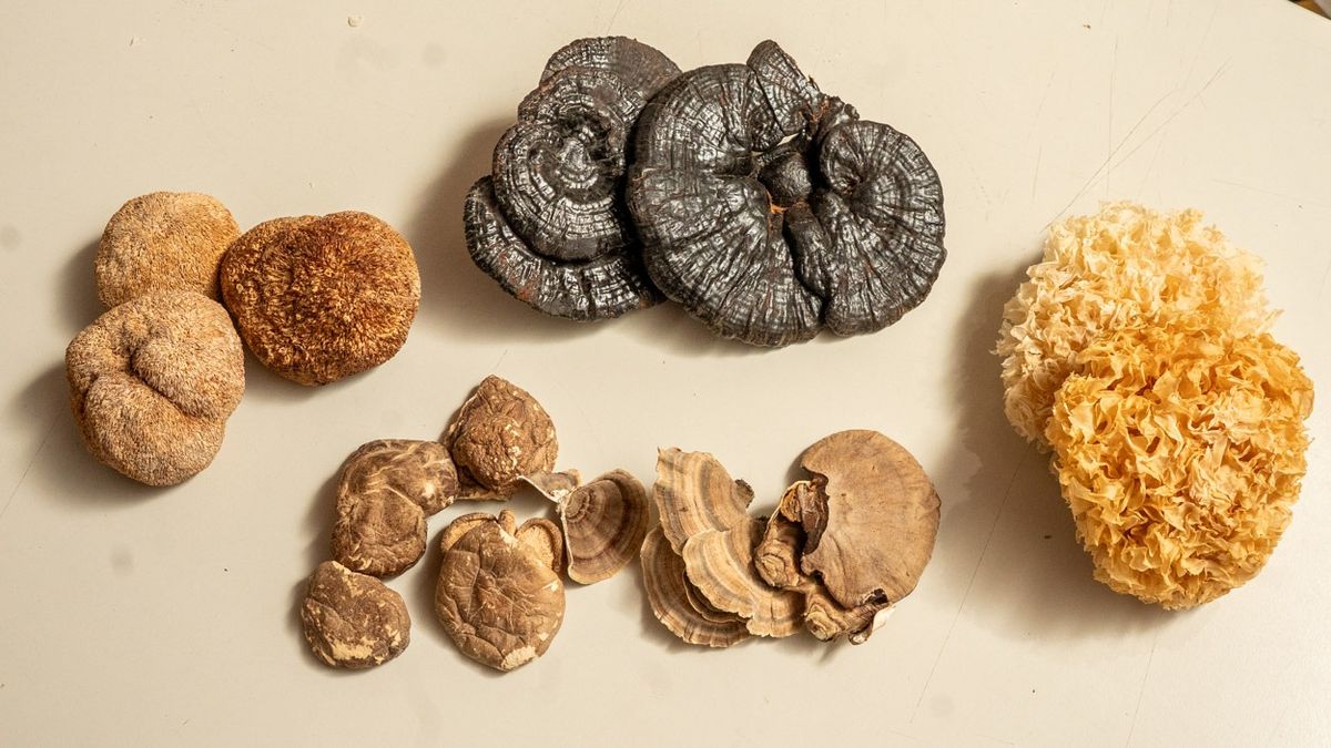 Myco es un laboratorio mendocino pionero en la producción e investigación de hongos adaptógenos y funcionales. Myco es un laboratorio mendocino pionero en la producción e investigación de hongos adaptógenos y funcionales.