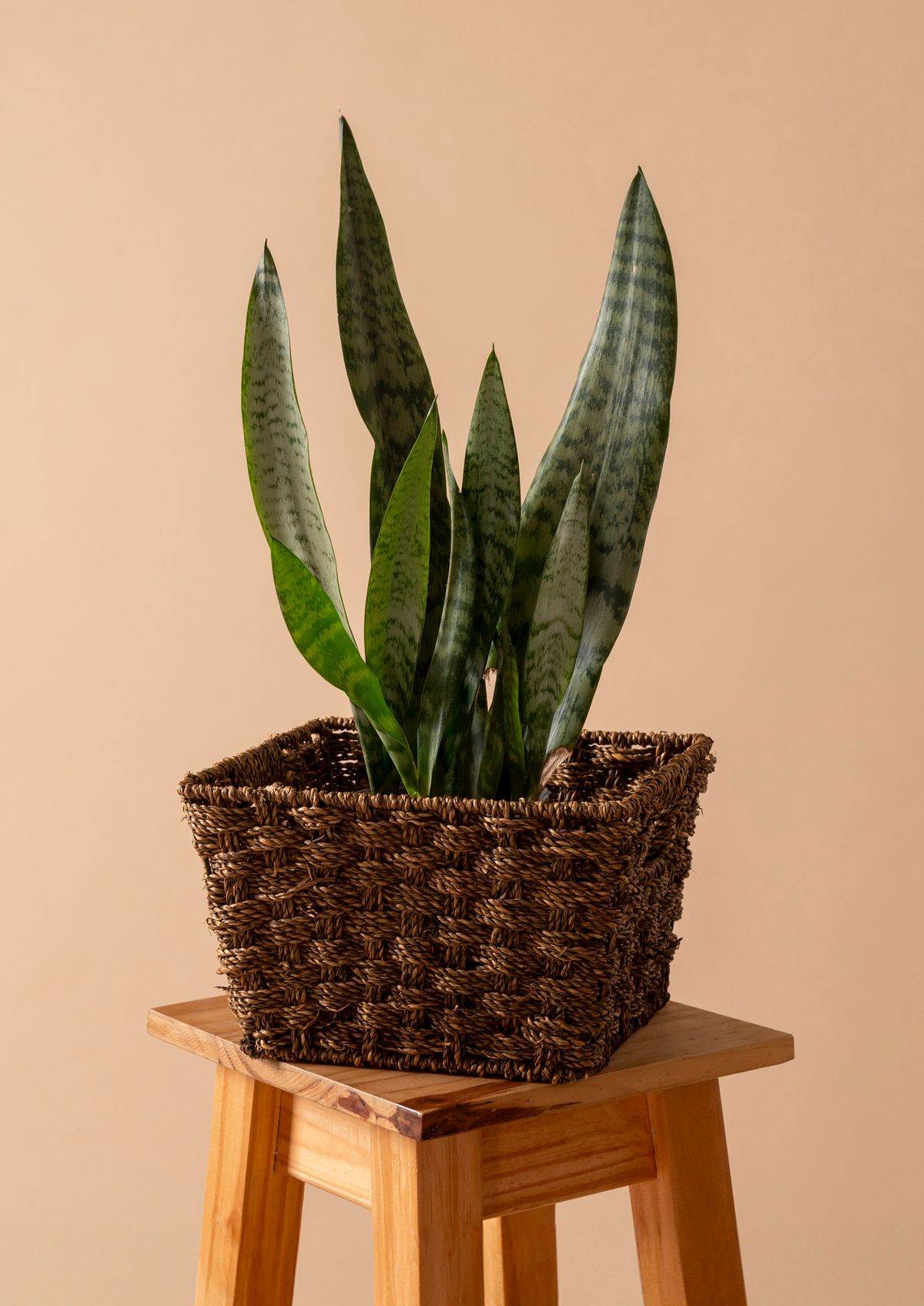 La sansevieria trifasciata puede purificar el aire de casa. Imagen de Freepik. La sansevieria trifasciata puede purificar el aire de casa. Imagen de Freepik.