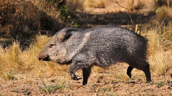 Tras 123 años, una especie emblemática se expande por América del Sur y entusiasma su recuperación