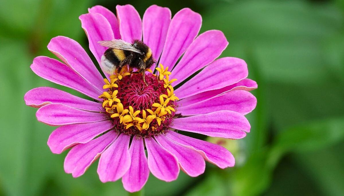 Conoce los cuidados de la Zinnia elegans