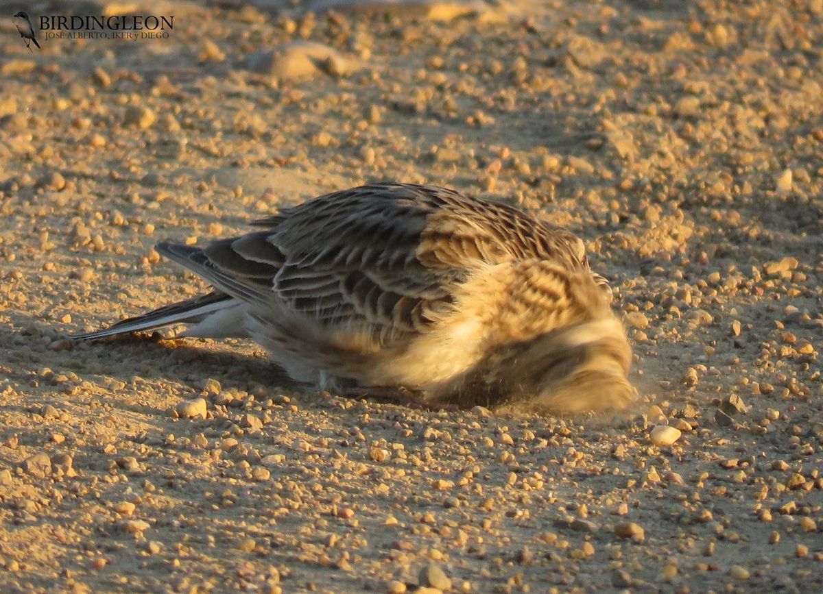 Este comportamiento es conocido como "baño de polvo". Foto: Birdingleon. Este comportamiento es conocido como "baño de polvo". Foto: Birdingleon.
