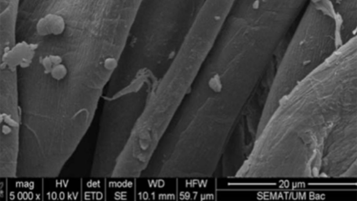 Si Bac Pure a vista de microscopio.