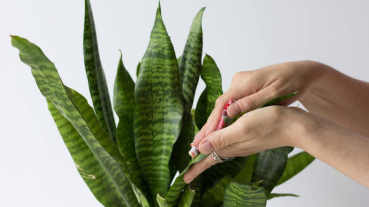 Pocos lo saben: cada cuántos días debes limpiar las hojas de la sansevieria o lengua de suegra