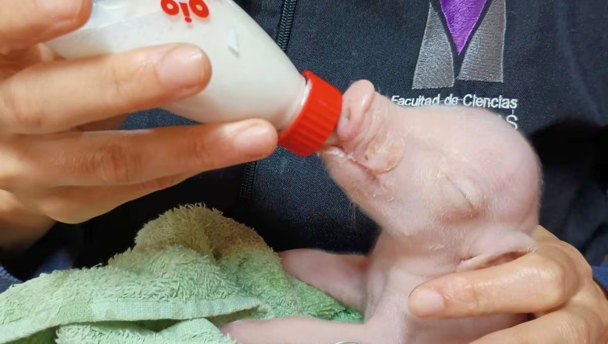 En Argentina nació el primer cerdo americano clonado para el trasplante de órganos