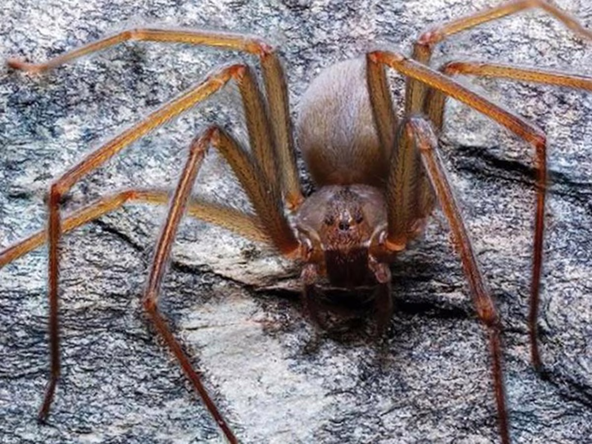 La araña violinista es una de las plagas más temidas en Mendoza. La araña violinista es una de las plagas más temidas en Mendoza.