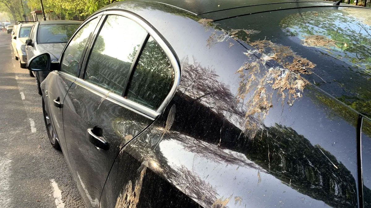 La pintura de los autos se puede dañar, si es que el excremento de las palomas no se limpia de manera rápida.