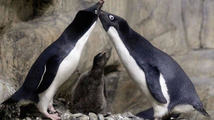 Pingüinos machos se comportan como padres tras incubar un huevo