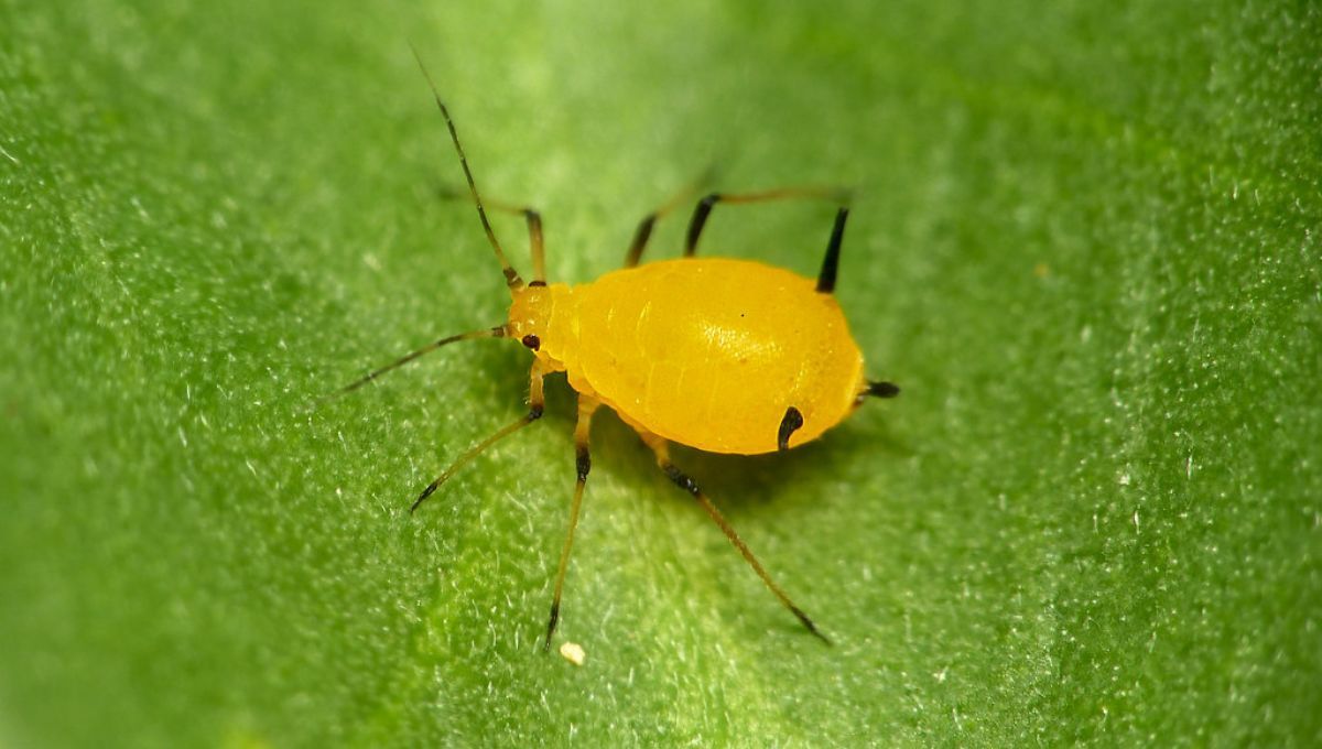 Elimina el pulgón amarillo de tus plantas usando solo 2 ingredientes de cocina