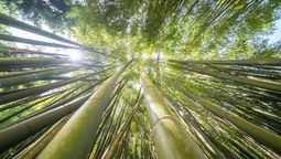 La planta de mayor crecimiento del mundo vive en América del Sur: hasta 91 cm en 24 horas La planta de mayor crecimiento del mundo vive en América del Sur: hasta 91 cm en 24 horas