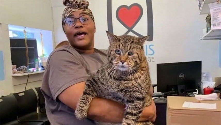 Buscan una familia para que adopte un súper gato que pesa 11 kilos