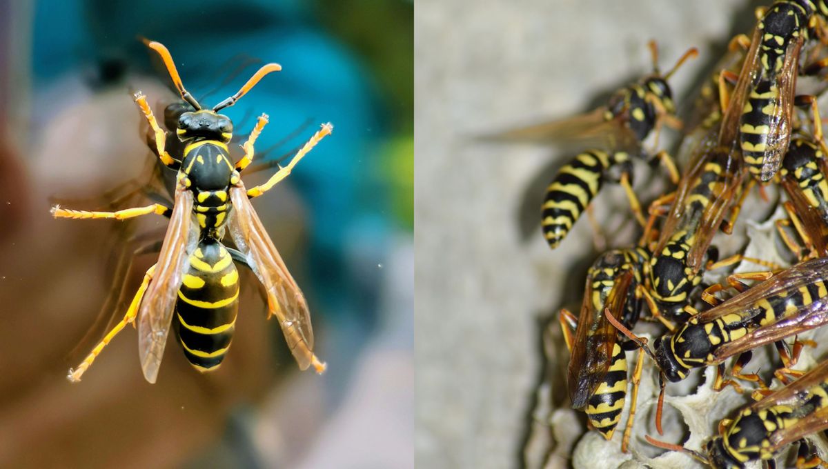Las avispas le generaron una reacción alérgica casi inmediata. Las avispas le generaron una reacción alérgica casi inmediata. 