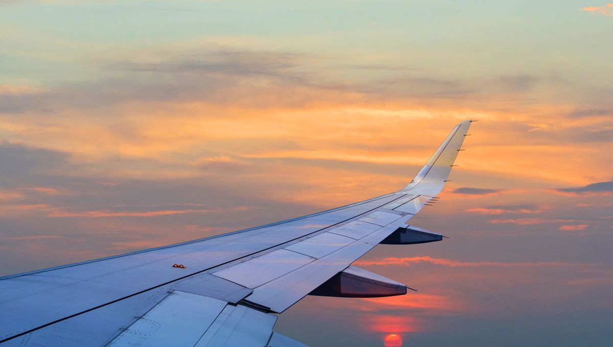 Esta curva mejora la aerodinámica de vuelo. Esta curva mejora la aerodinámica de vuelo.