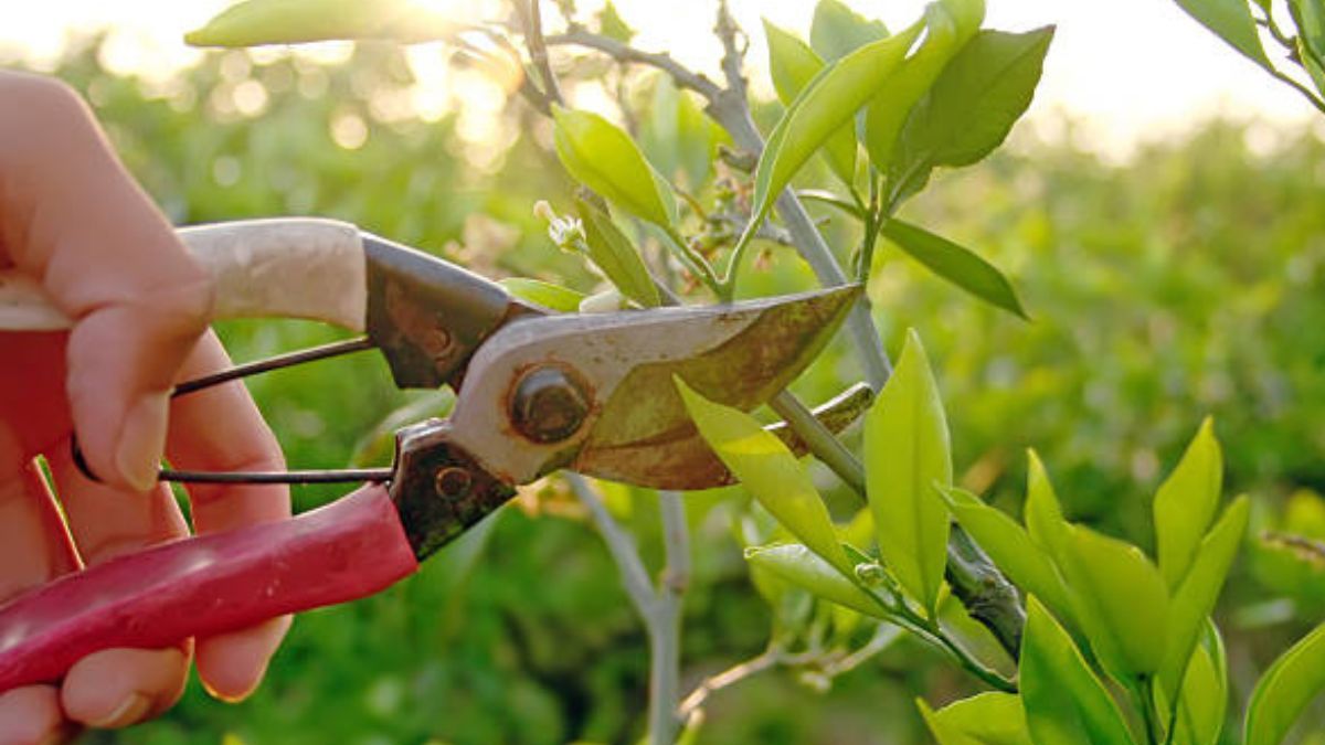 Estas tareas de jardinería se deben realizar sí o sí antes de junio.