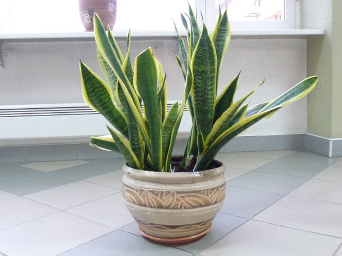 Por estas razones debes colocar dientes de ajo en tu sansevieria o lengua de suegra. Por estas razones debes colocar dientes de ajo en tu sansevieria o lengua de suegra.