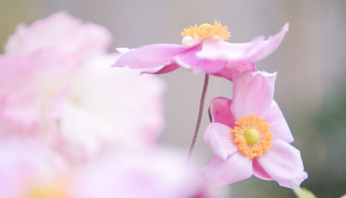La anémona japónica es una planta conocida por sus flores delicadas. Imagen: Freepik. La anémona japónica es una planta conocida por sus flores delicadas. Imagen: Freepik.