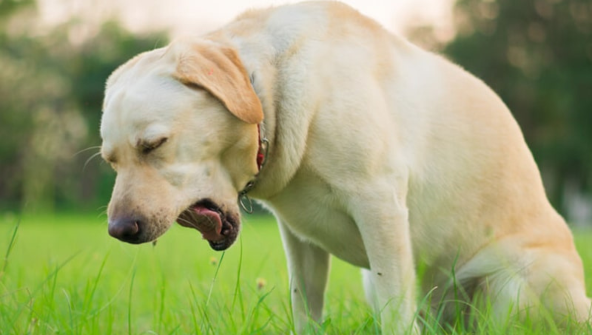 Qué significa la tos de mi perro que parecen arcadas