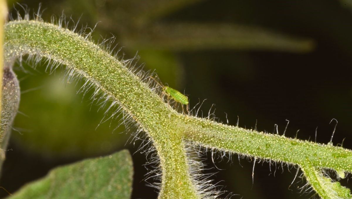 Qué significan los pelos en las plantas de mi hogar