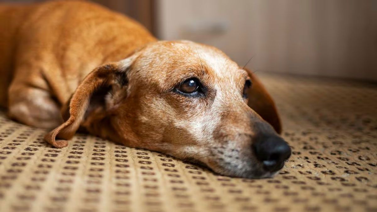 El perro comenzará a dar señales cuando su vida comienza a apagarse.