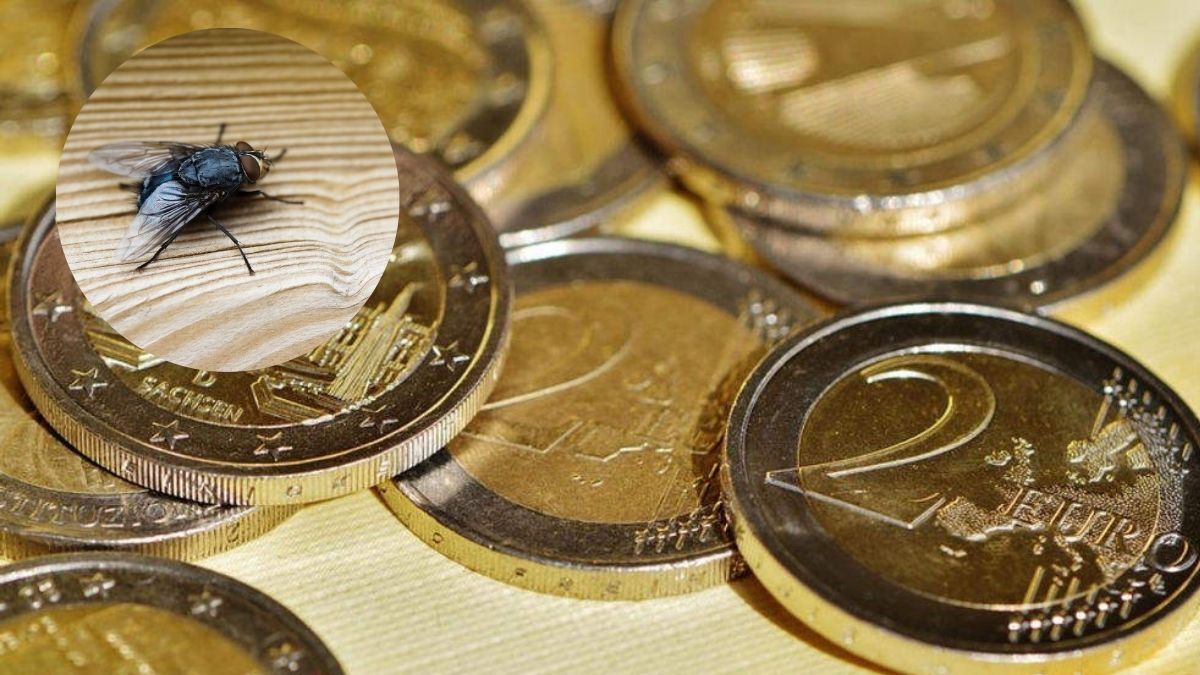 Las moscas pueden ser eliminadas con esta trampa casera.&nbsp;
