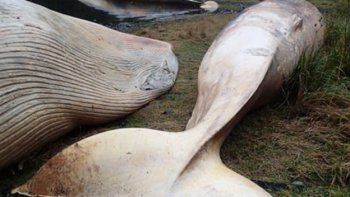 Las costas del sur de Chile se convirtieron en la tumba de 337 ballenas