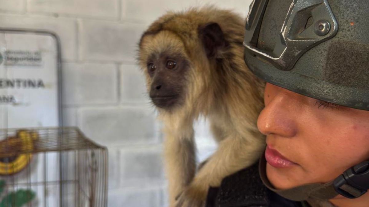 Personal de Gendarmer&iacute;a logr&oacute; rescatar al mono.