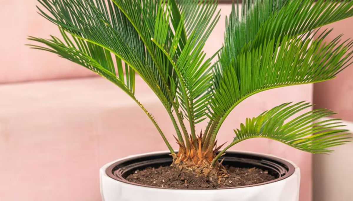 Ni cactus ni suculenta: la planta apta para principiantes que transforma tu jardín por completo