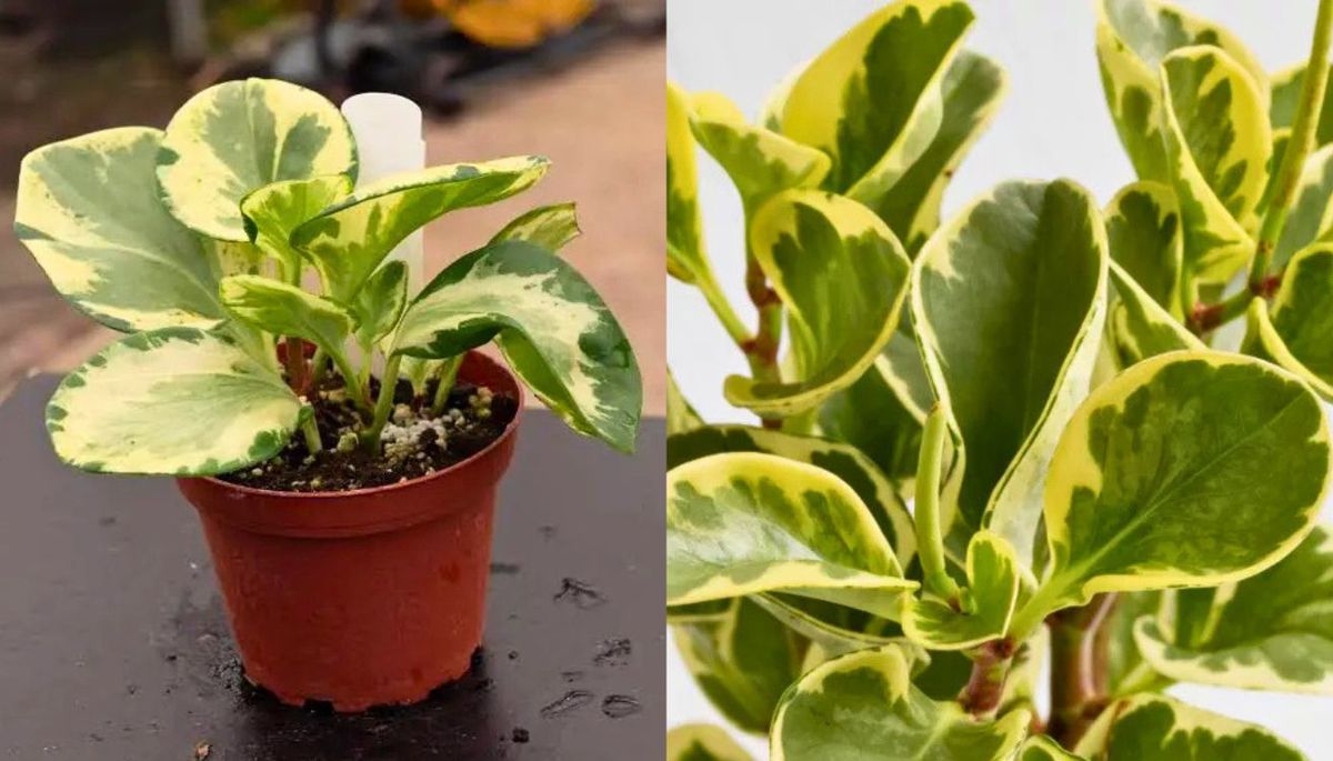 Si quieres una planta que sea adecuada para un hogar con mascotas, la peperomia es la adecuada. Imagen: Pexels.