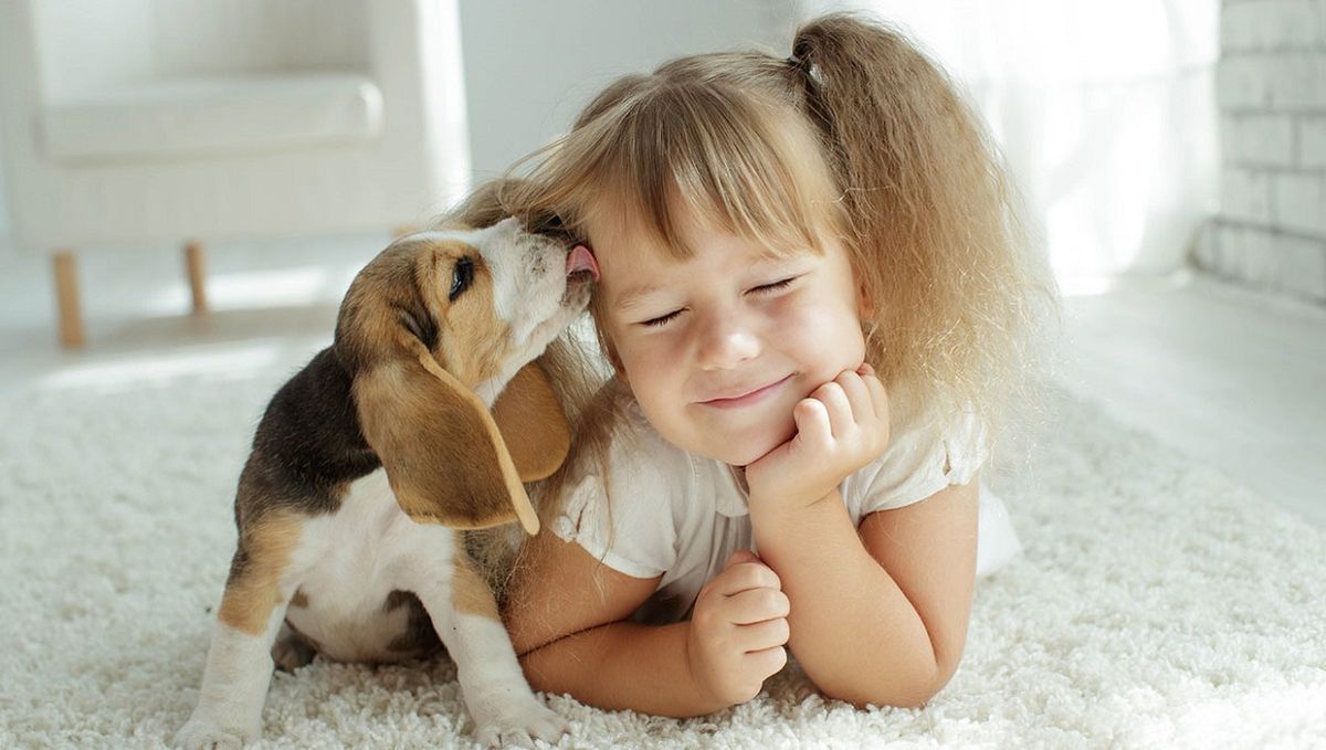 La raza Beagle es perfecta para niños que viven en departamentos
